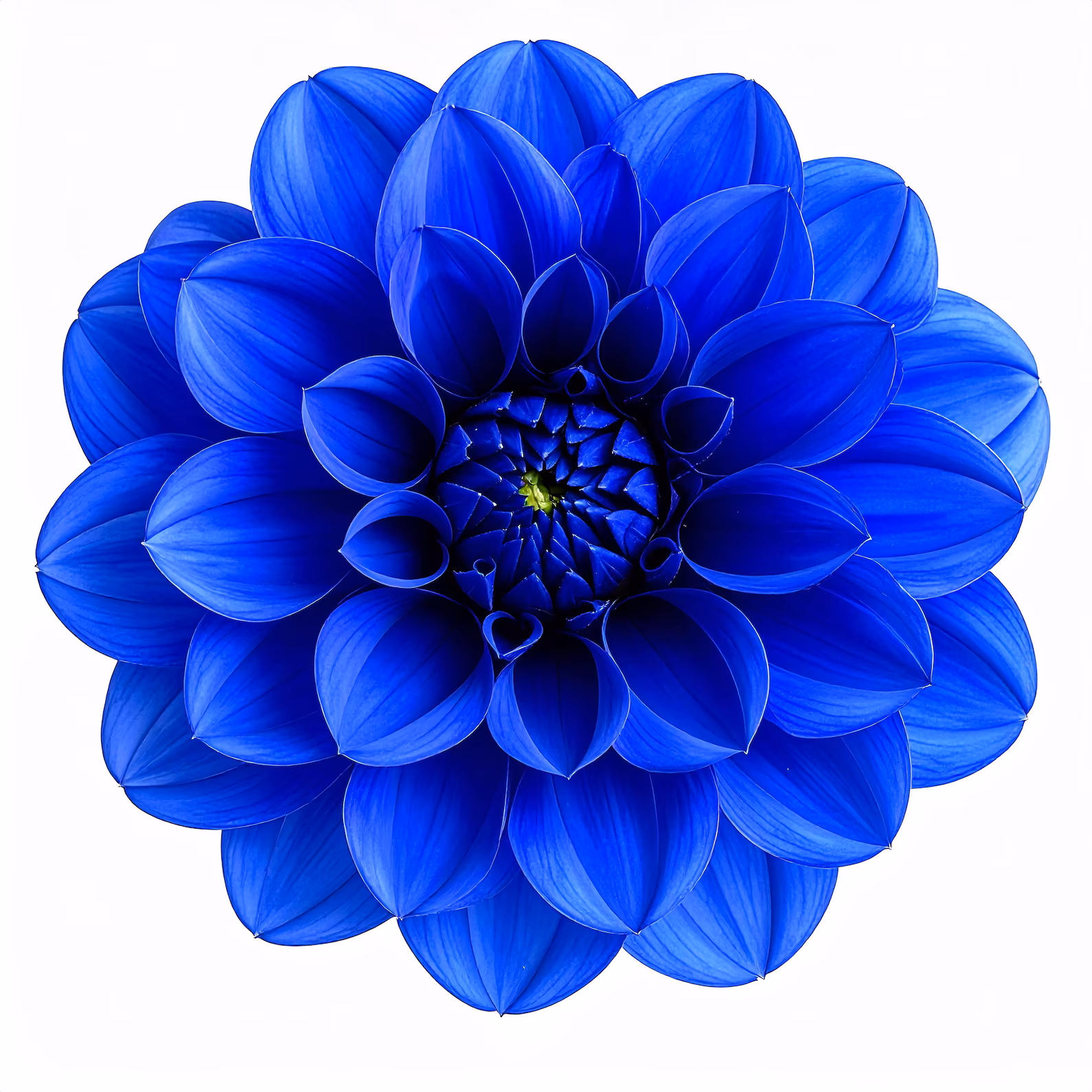 blue flower